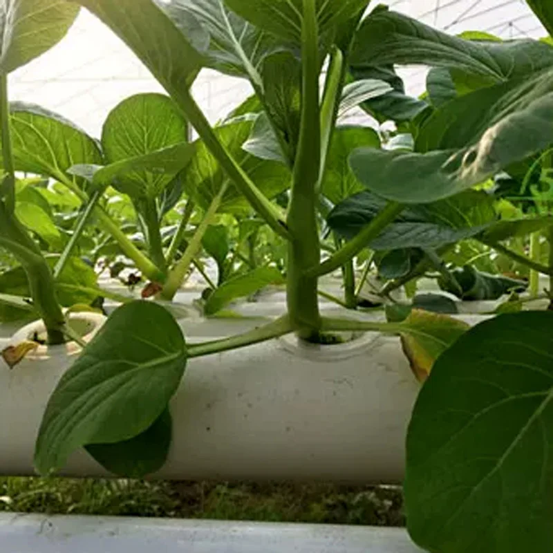 Hydroponic Kit - Kit de Sistema de Cultivo sin